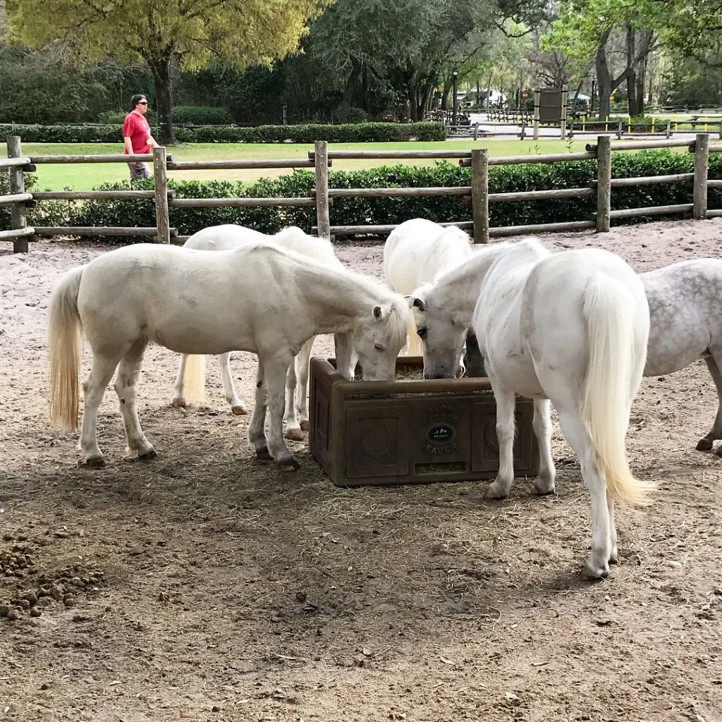 5 White ponies eating out of a trough