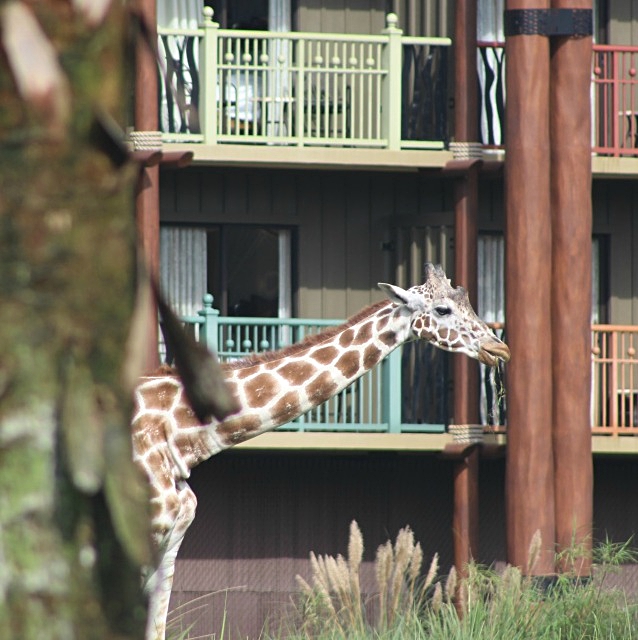 giraffe at disney's animal kingdom lodge