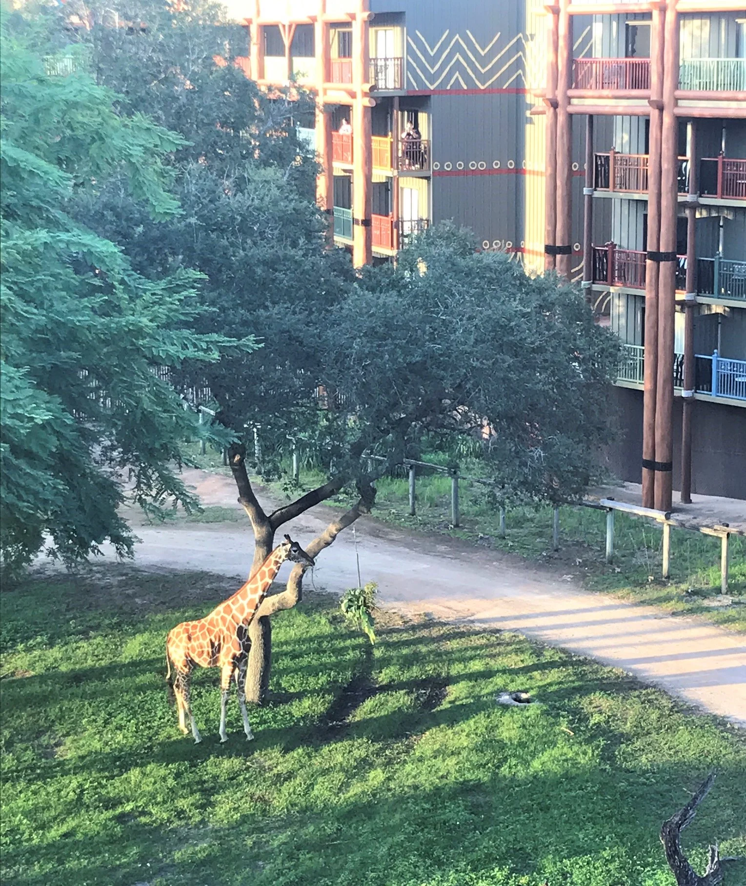 giraffe eating leaves at animal kingdom lodge