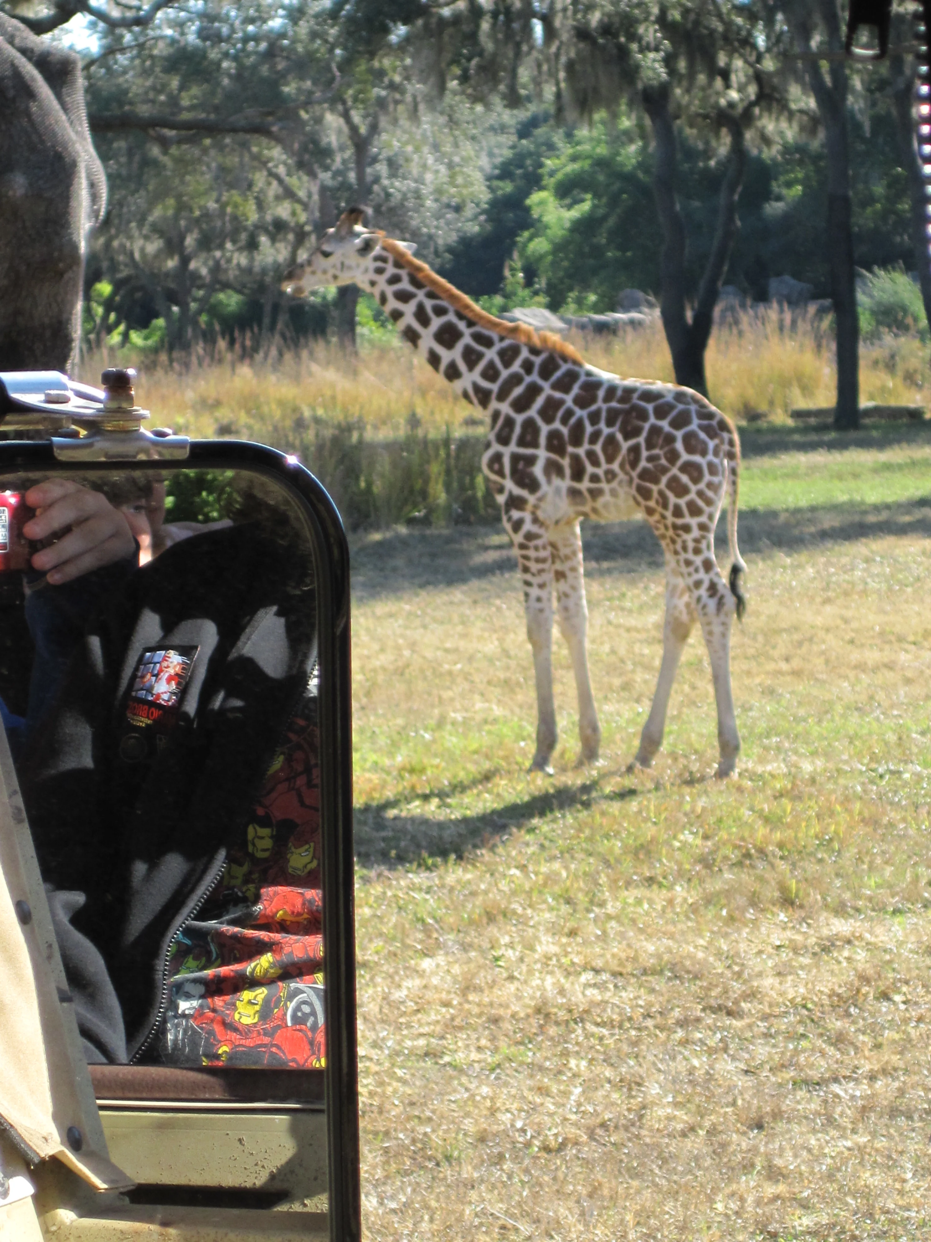 giraffe on kilimanjaro safaris - fastpass tiers recommendation