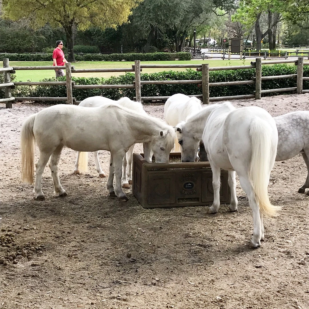 ponies eating out of a trough