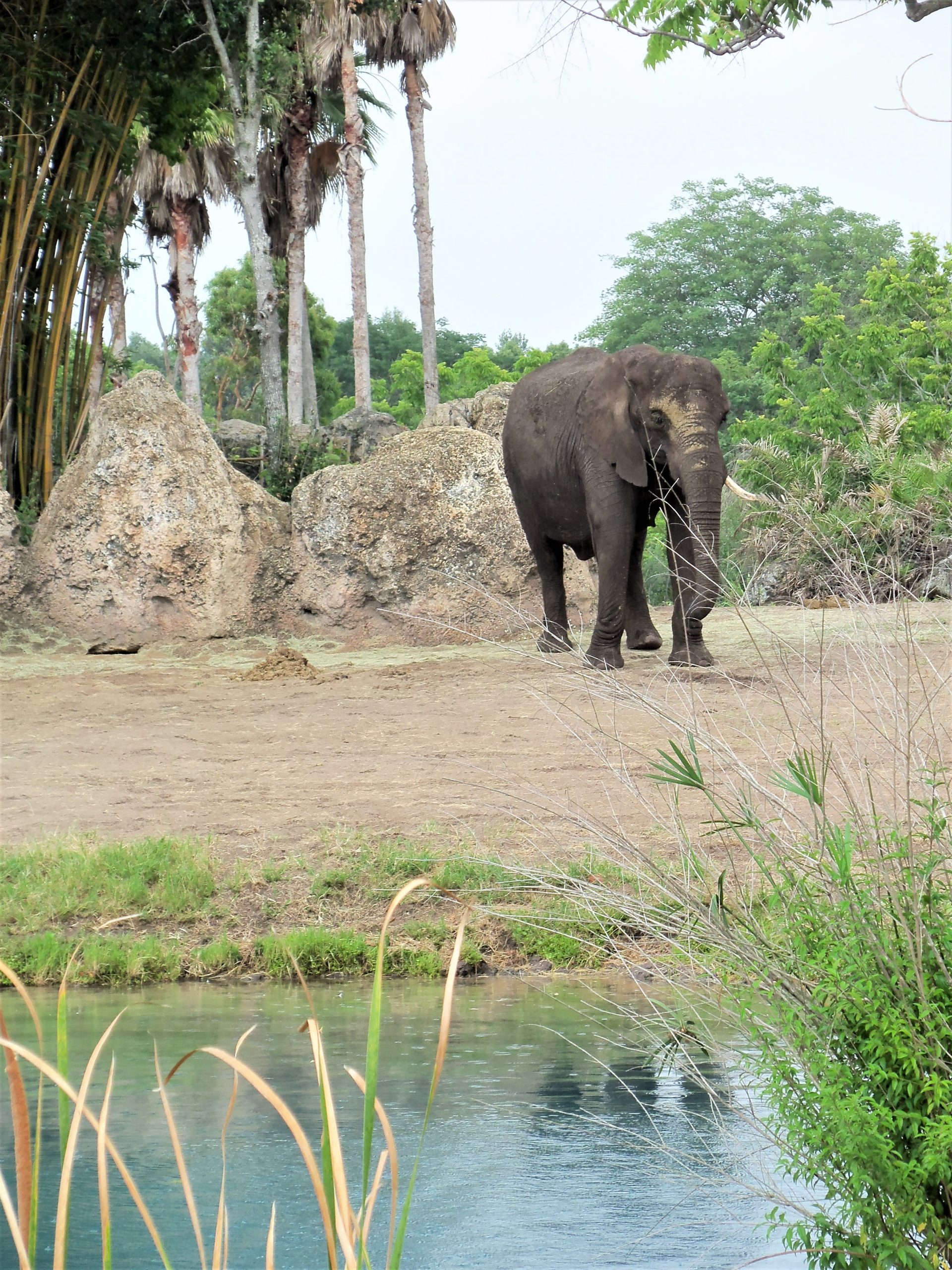 young elephant at disney's animal kingdom