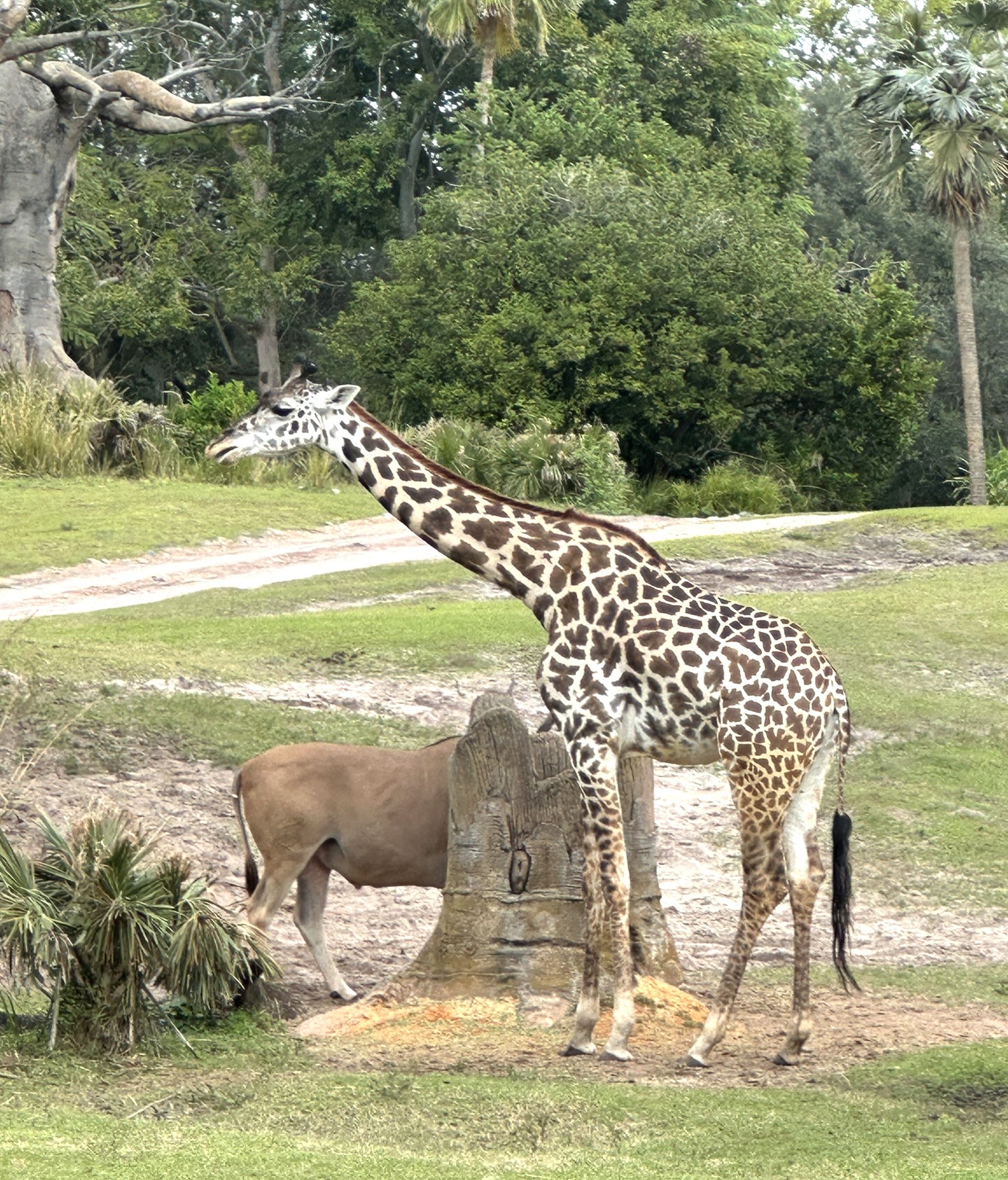 giraffe at animal kingdom fastpass